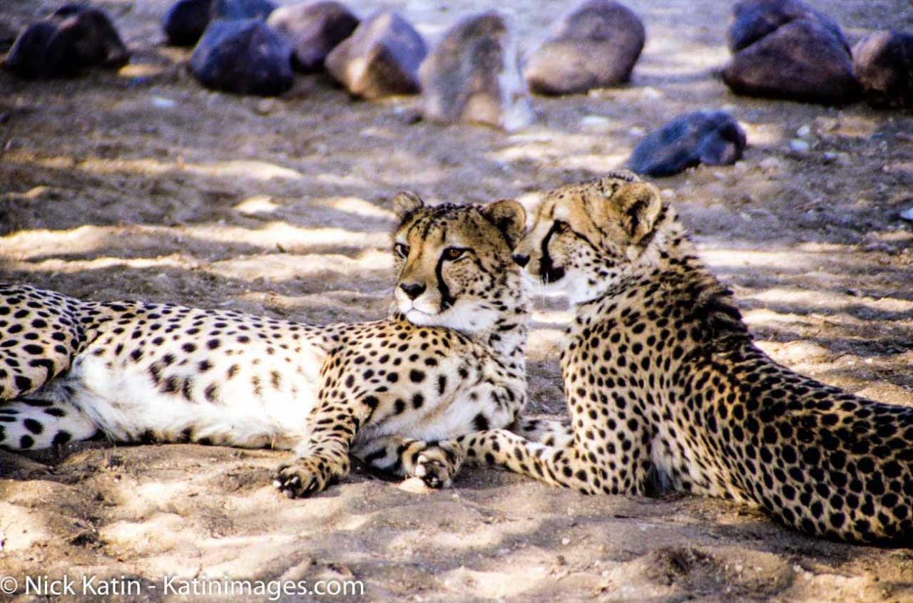 Two cheetahs watch pensively in the Cheetah Outreach Project in South Africa