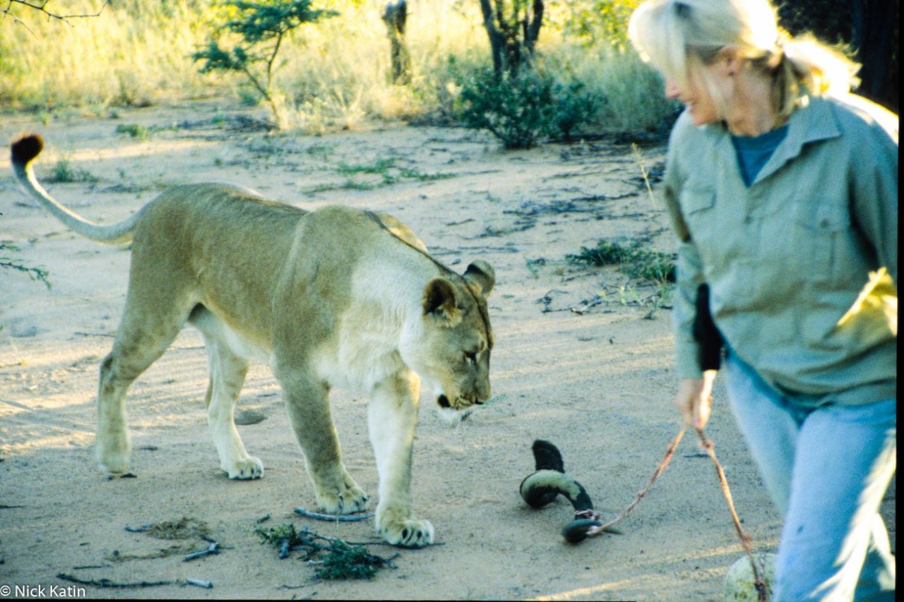 Playing with a female Lion at Okinjima in Namibia.