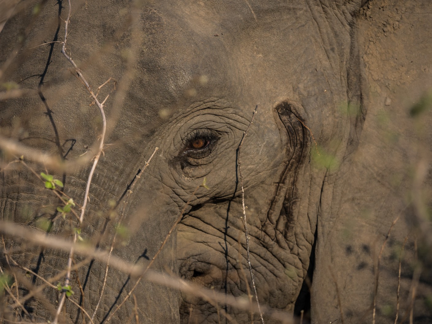 African Elephant in South Luangwa NP, Zambia.